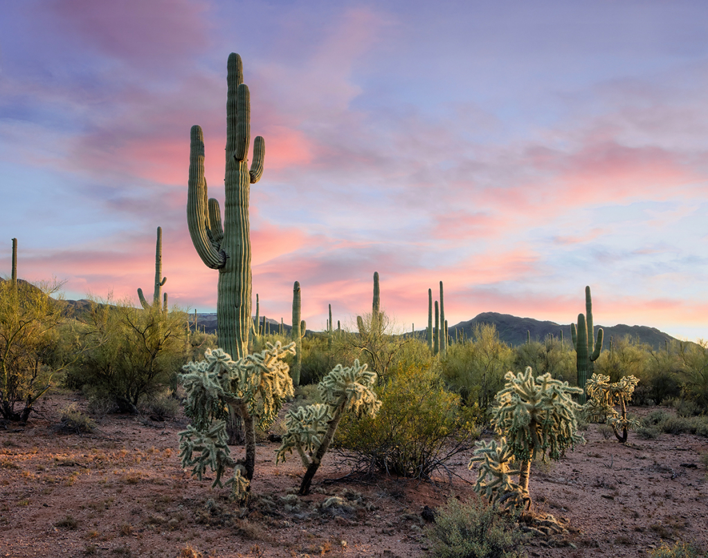 Arizona Trees