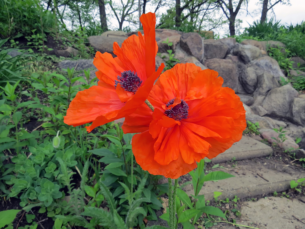Poppies In The Park