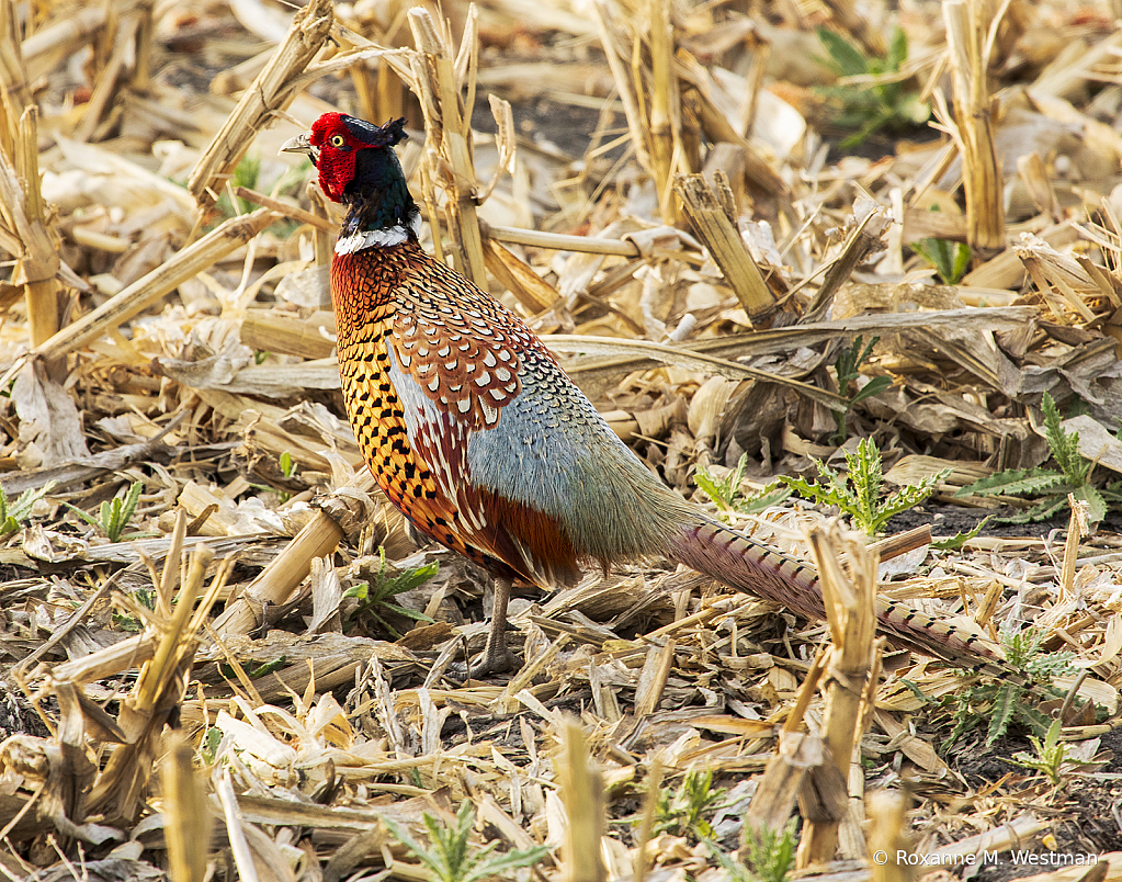 Ring necked pheasant in corn field