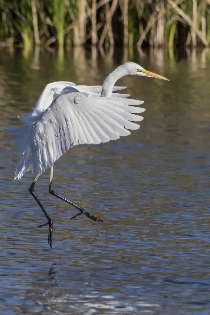 RiverDance