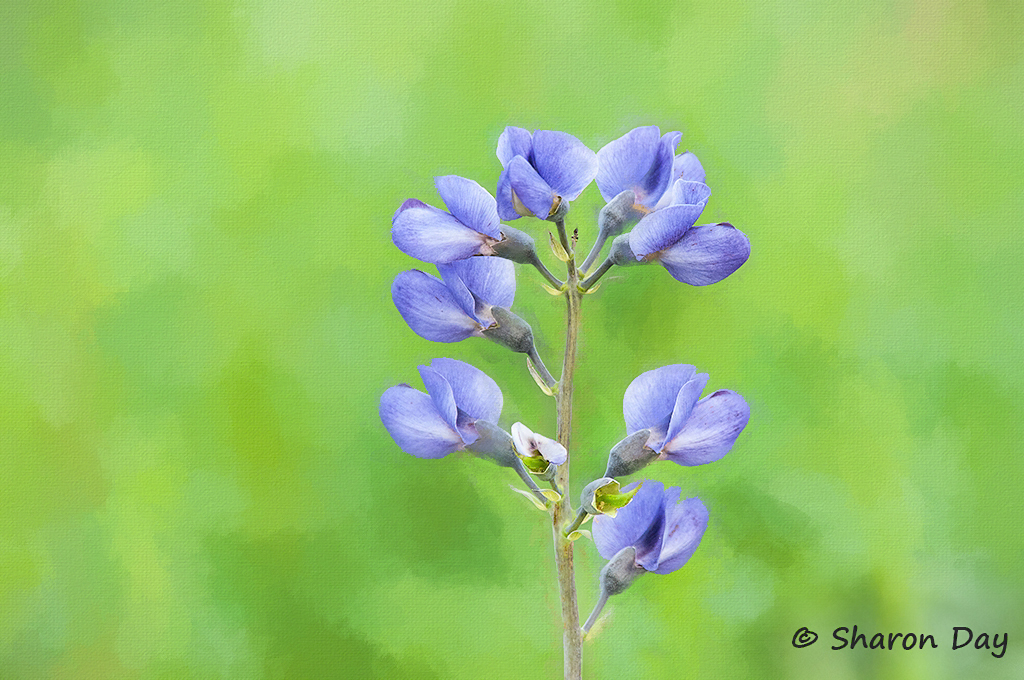 Prairie Flower