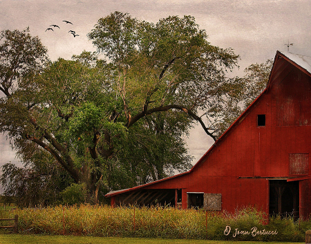 The Beauty of Farm Life