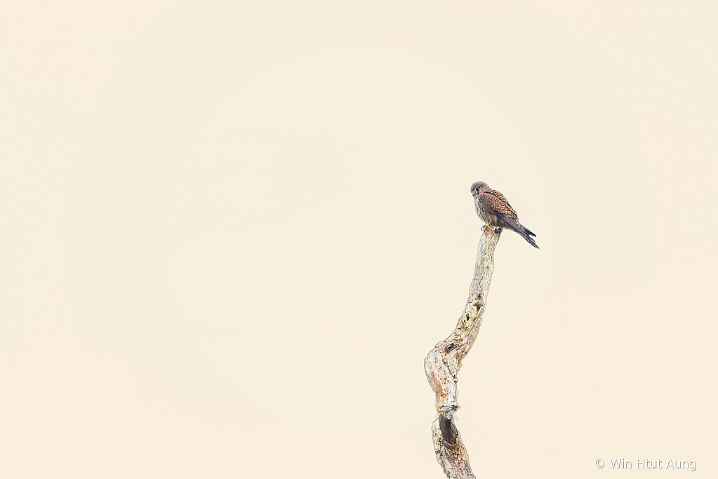 Common kestrel