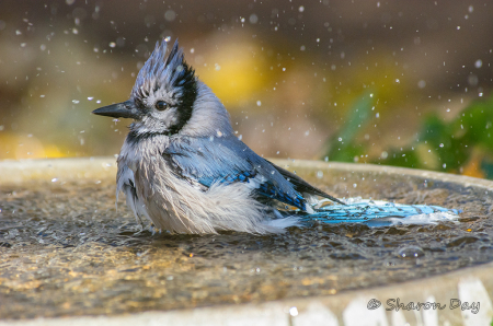 Blue Jay Bath