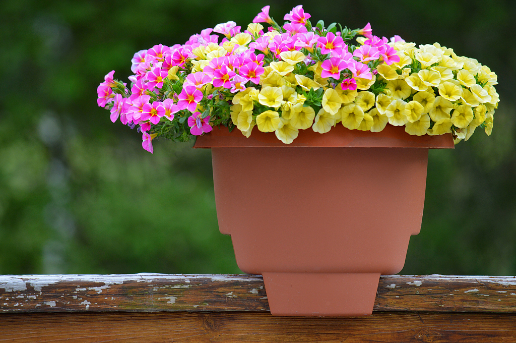 Petunia Pot