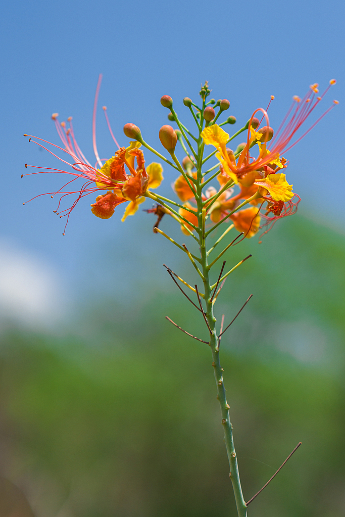 Peacock flower