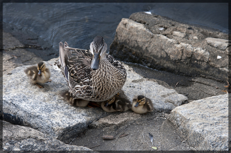 Momma & Baby Ducklings...