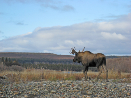 Yukon Moose