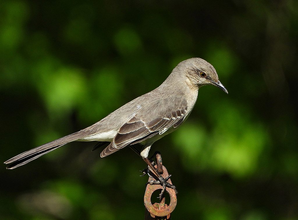 Just a Mockingbird - ID: 15826504 © Janet Criswell