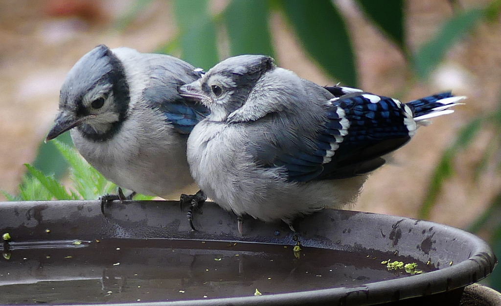 Is it Dinnertime? Feeling a Little Peckish