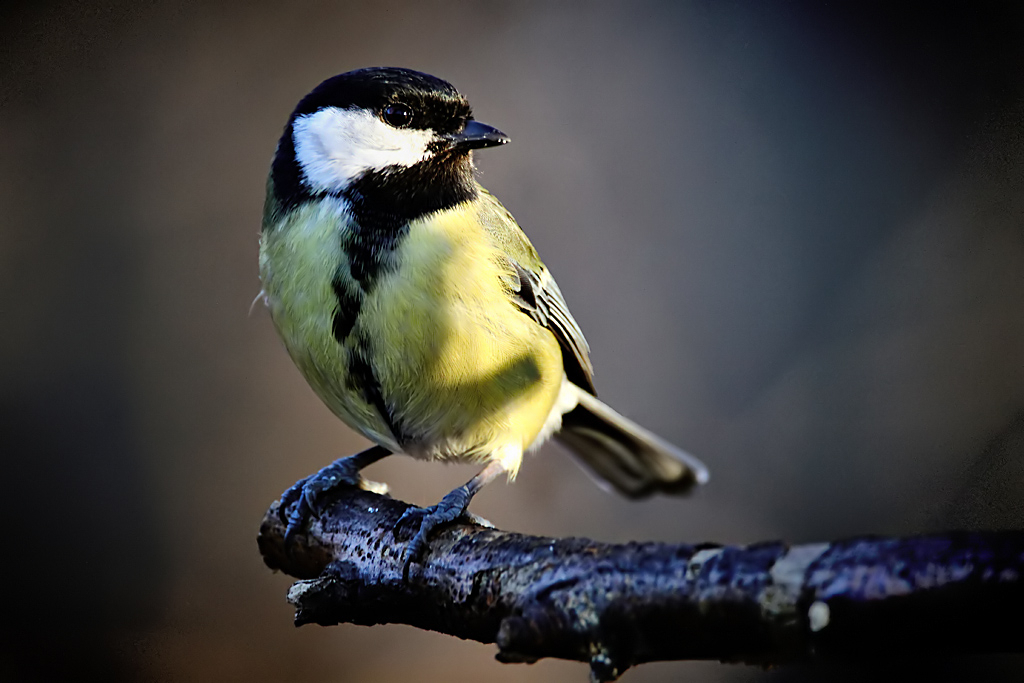 Great Tit