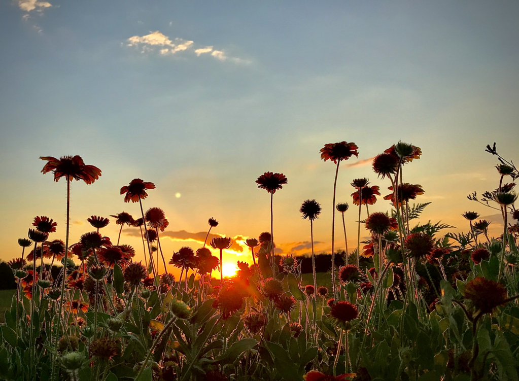 Sunset Indian blankets 