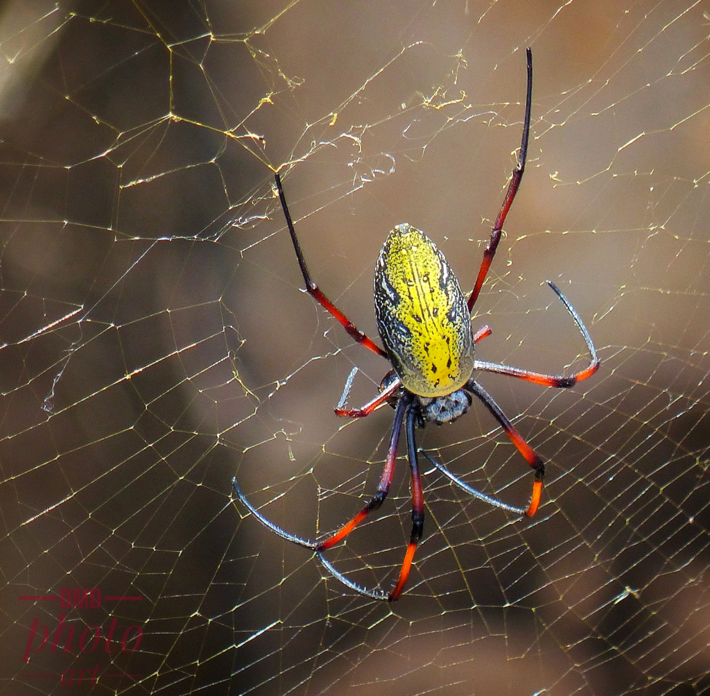 ~ ~ YELLOW AND RED SPIDER ~ ~ 