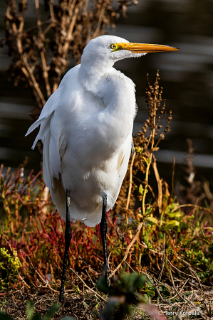 Great Egret