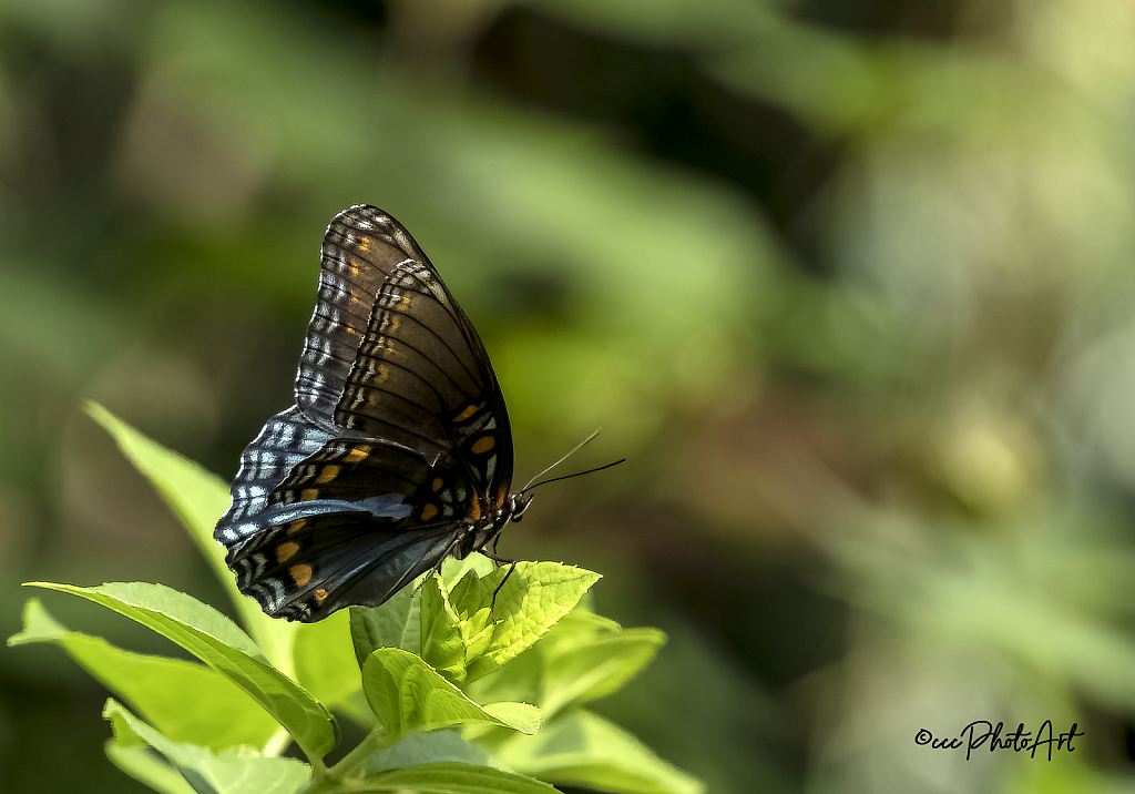 Pretty Perched - ID: 15826674 © Candice C. Calhoun