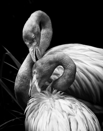 Flamingo Pair in Black and White