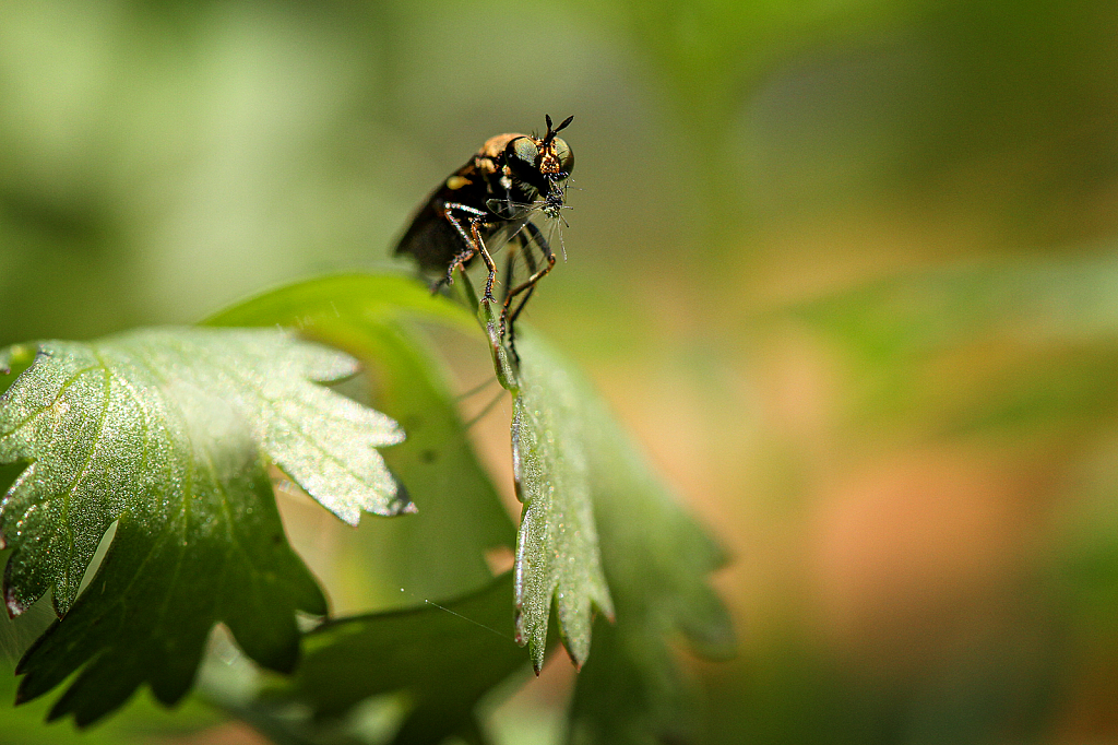 Fly Lunch