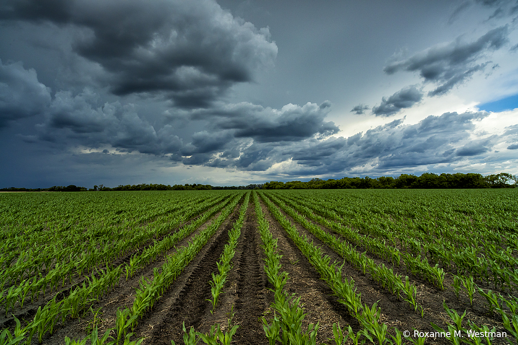 North Dakota cornfield and incoming storm - ID: 15826687 © Roxanne M. Westman
