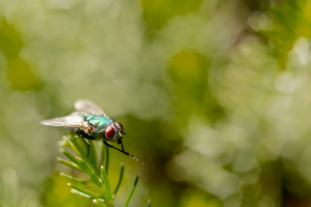 Bug on a Branch