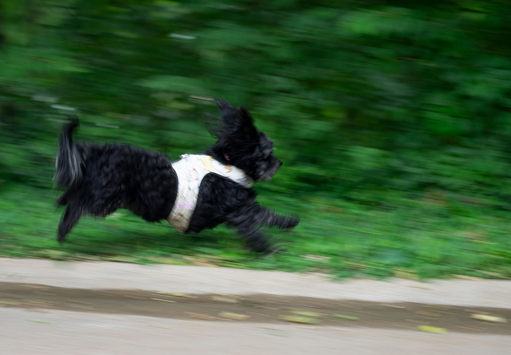 Panning with Major Motion Blur