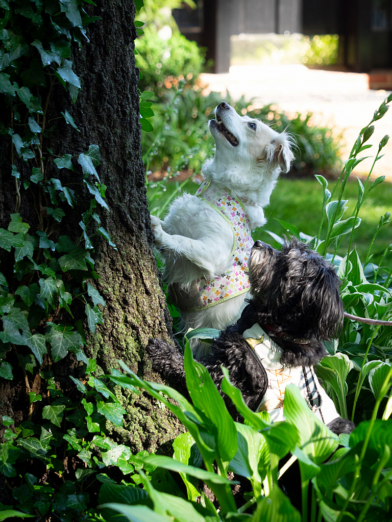 Barking Up the Right Tree