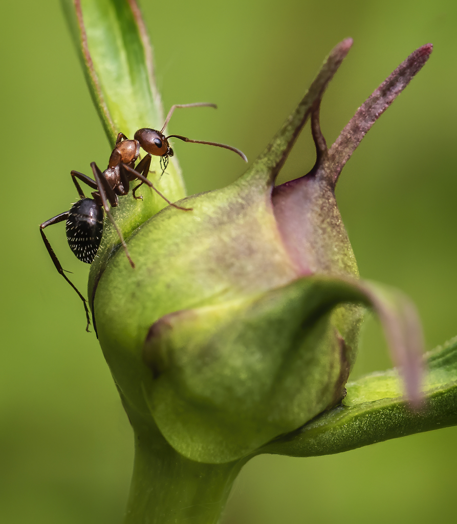 Climbing the Peony  