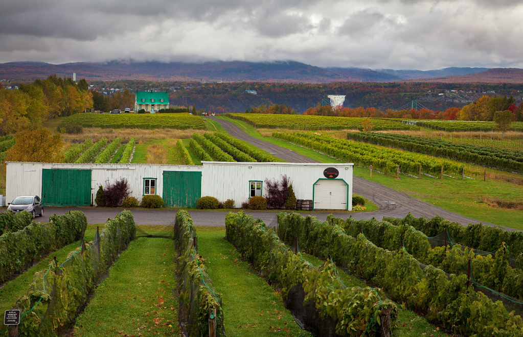 Misty Morning at the Winery