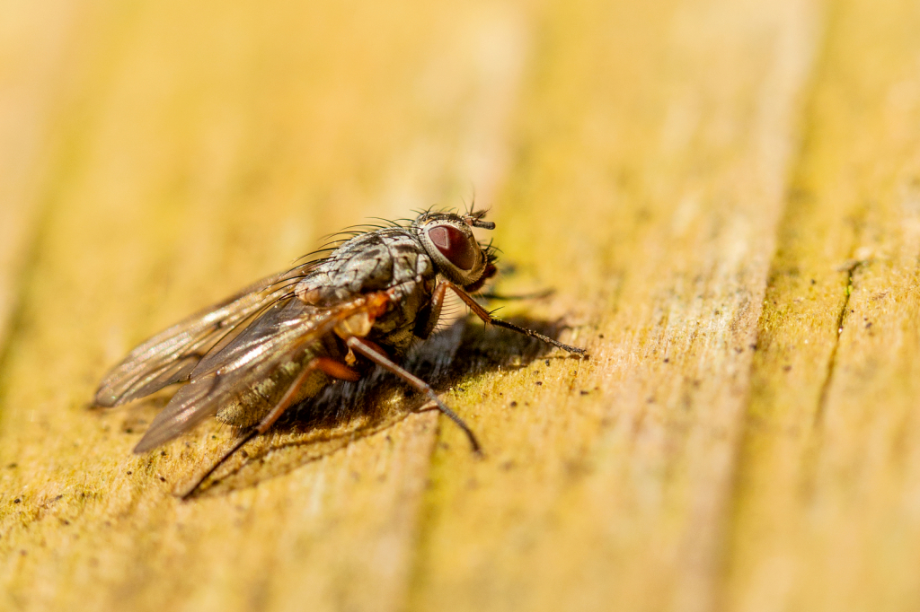 Fly on the Fence