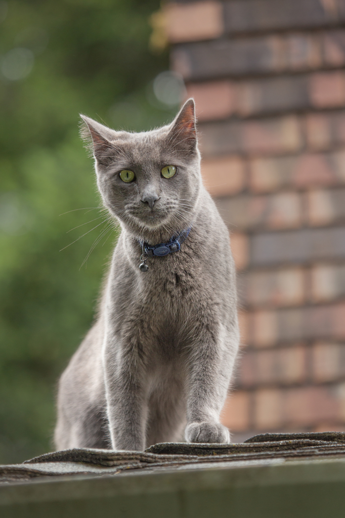 Cat on the Roof