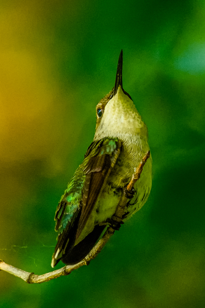 Perched Hummingbird