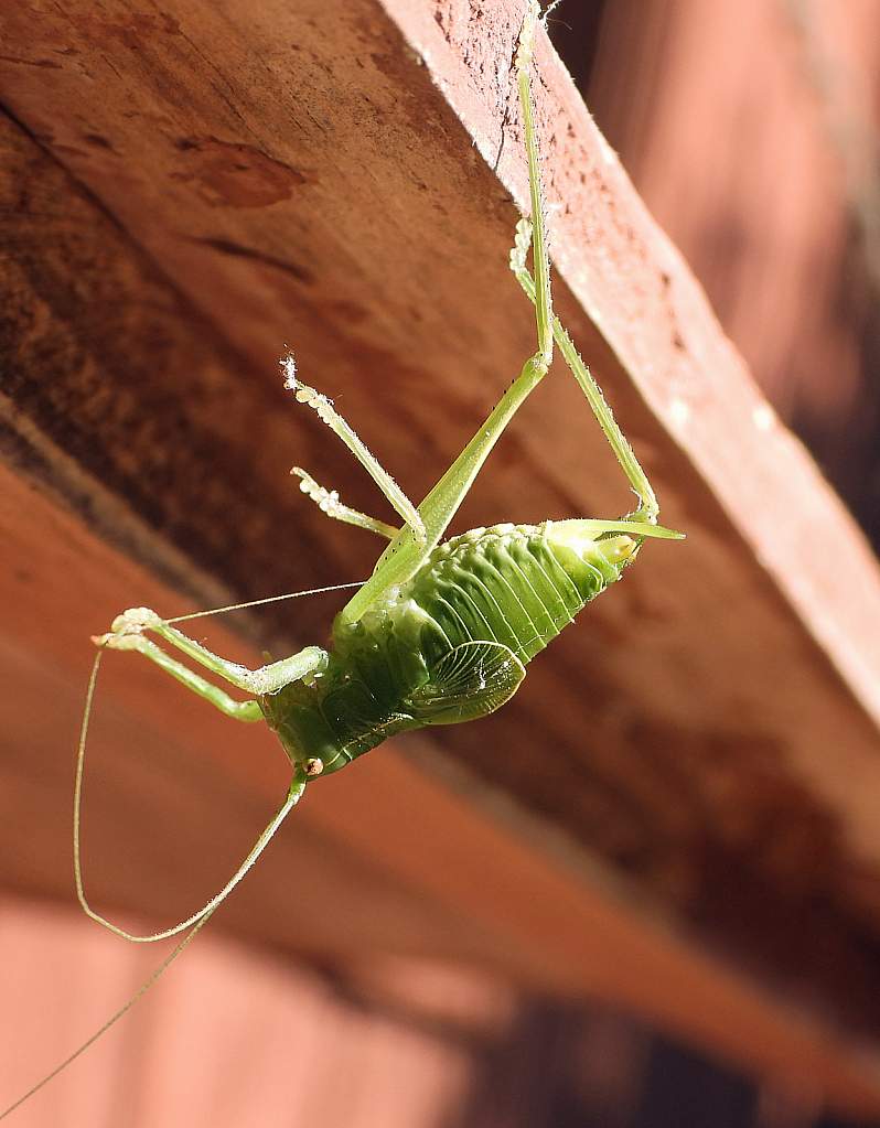 Katydid gymnastics