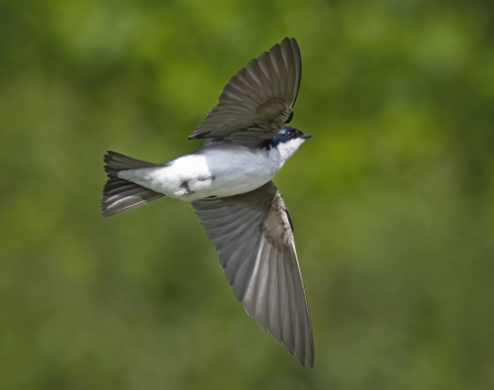 Tree Swallow in Flight  