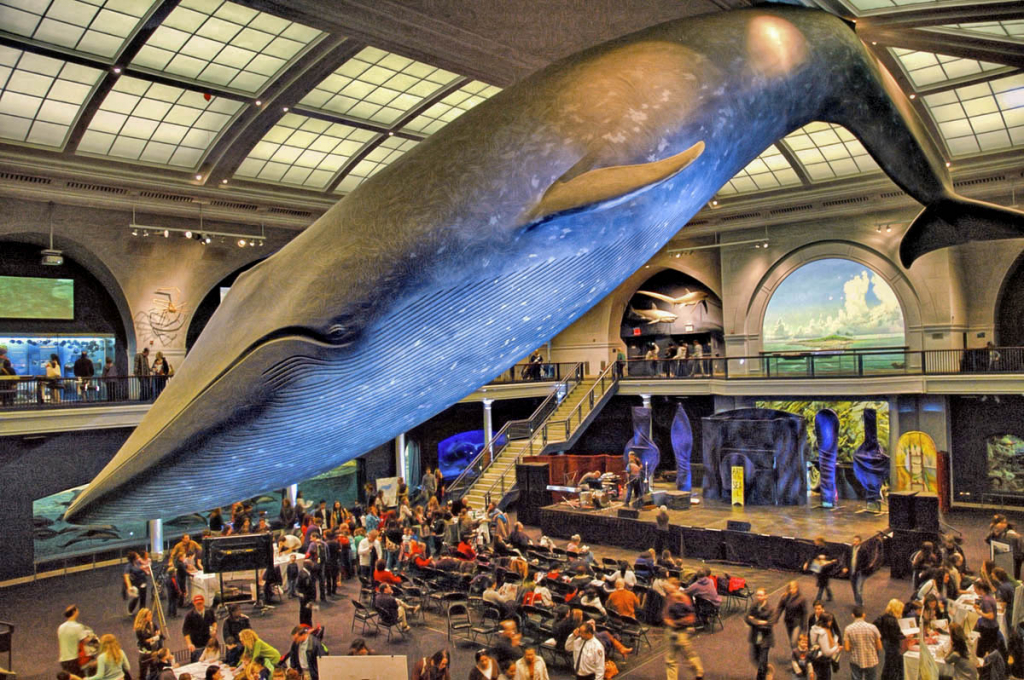 The Whale In the Museum