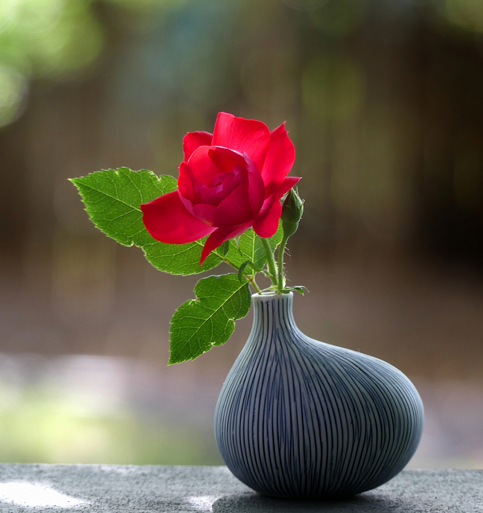 First Rose From My Garden