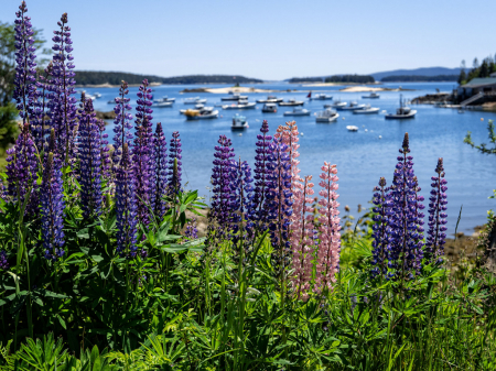 Stonington, Maine