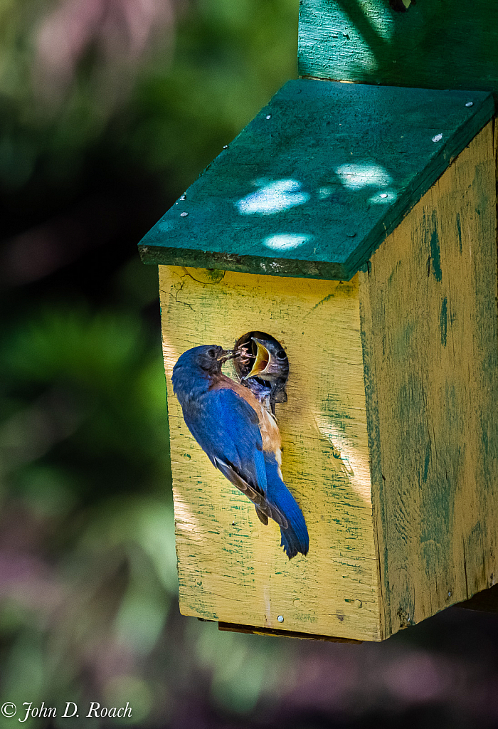 Feeding the Babies - ID: 15826755 © John D. Roach