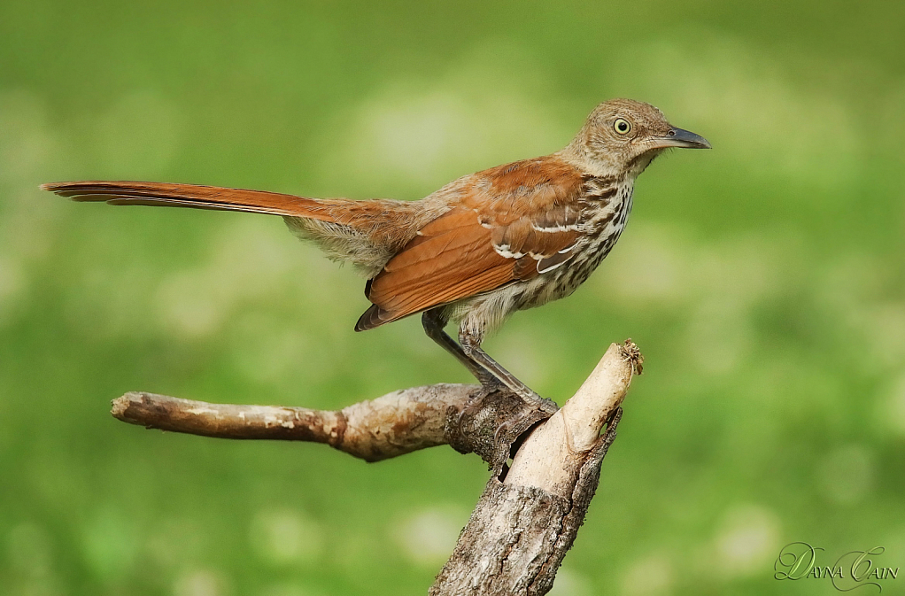 Perched And Posing