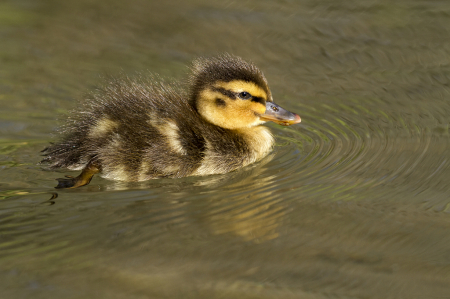 Duckling on the move