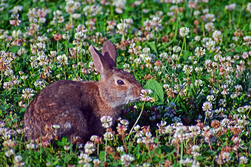 A Young Cottontail Rabbit Eating Clover