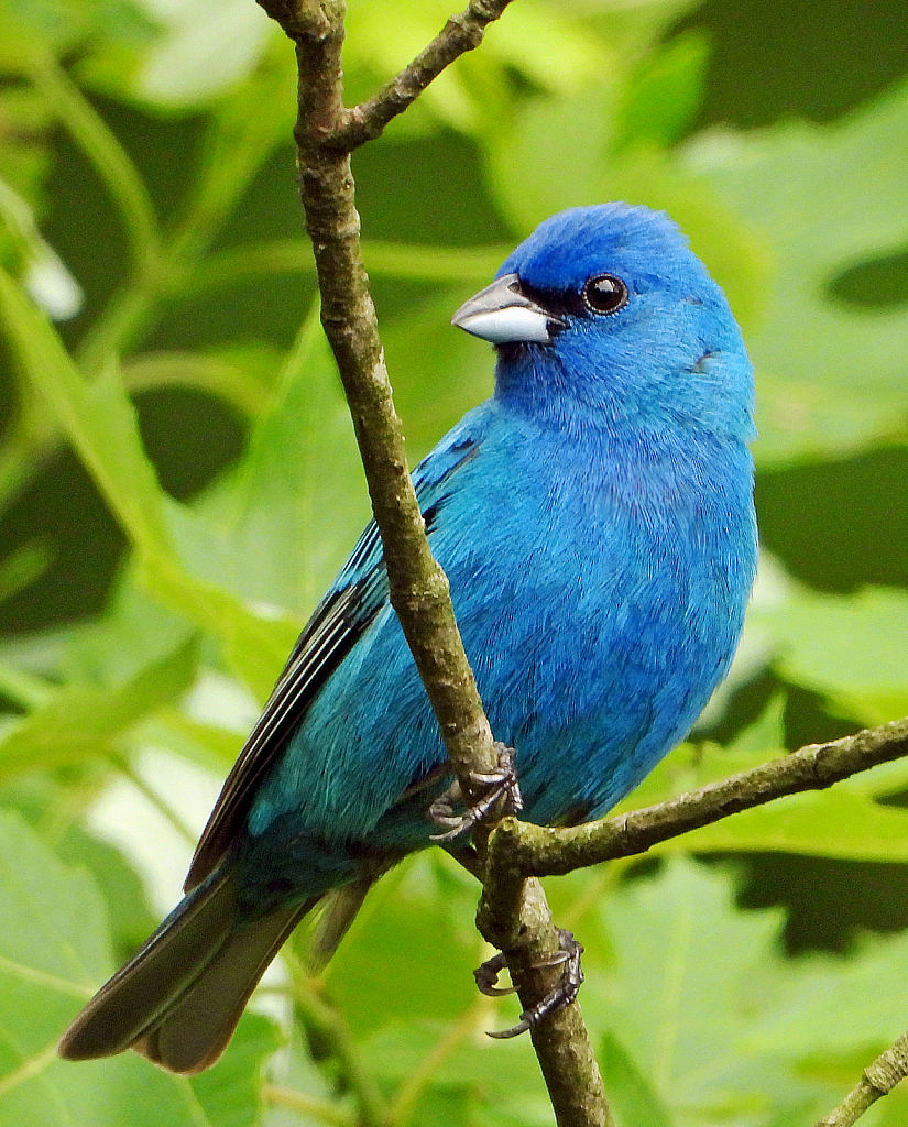 Indigo Bunting