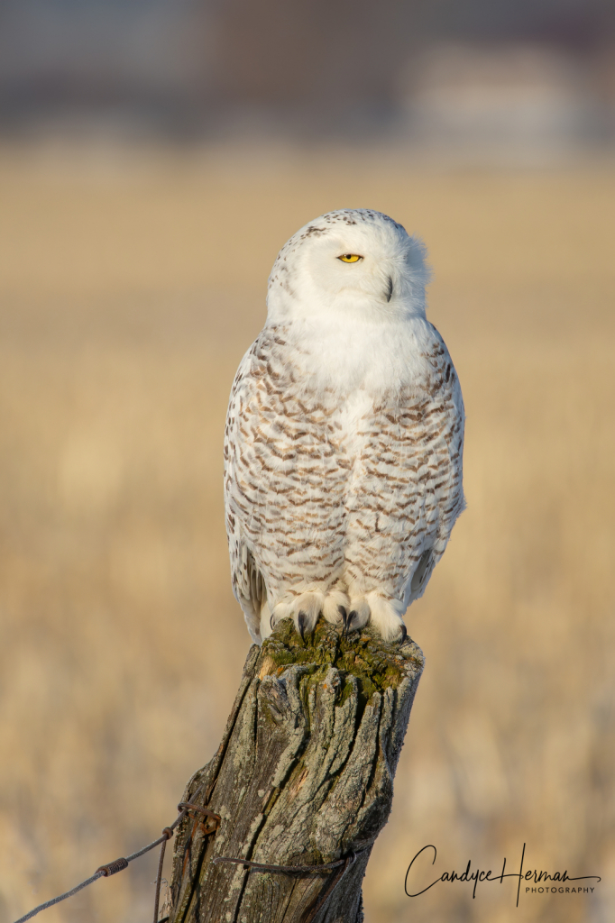 Snowy Owl 