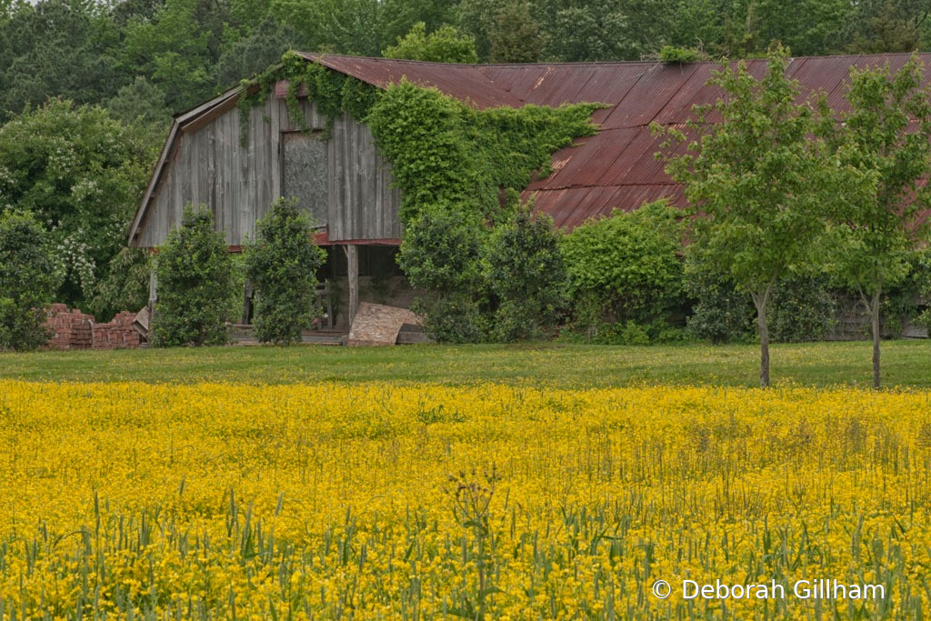 Maryland Barn