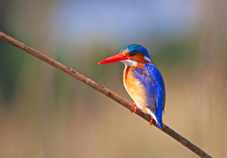 Malachite Kingfisher