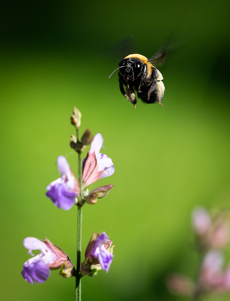 Eastern Carpenter Bee