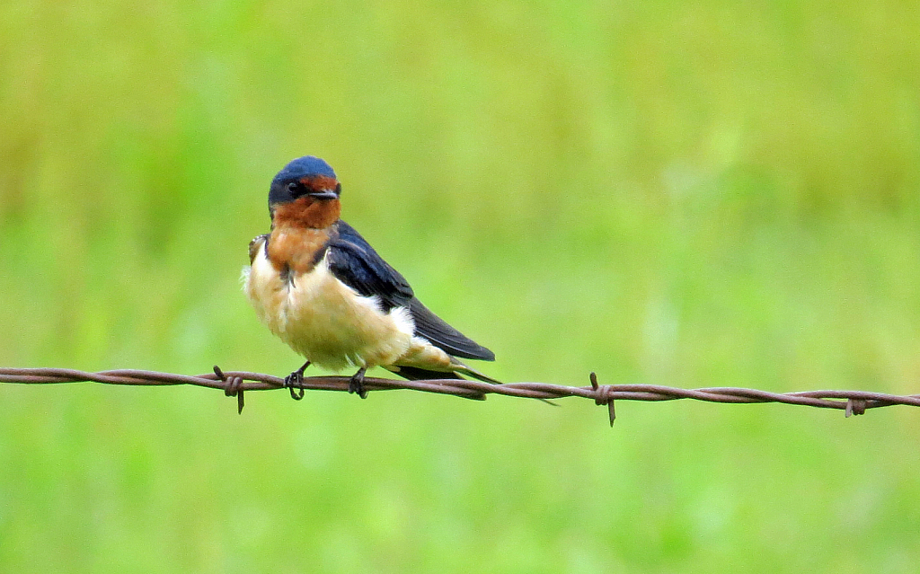 Barn Swallow On Barbed Wire