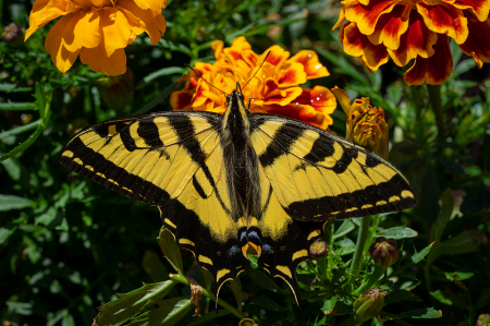 The warm colors of summer