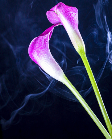 Lillies and Smoke