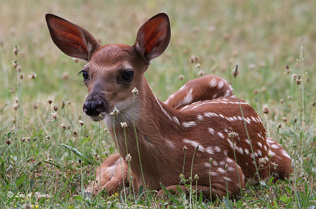 Fawn