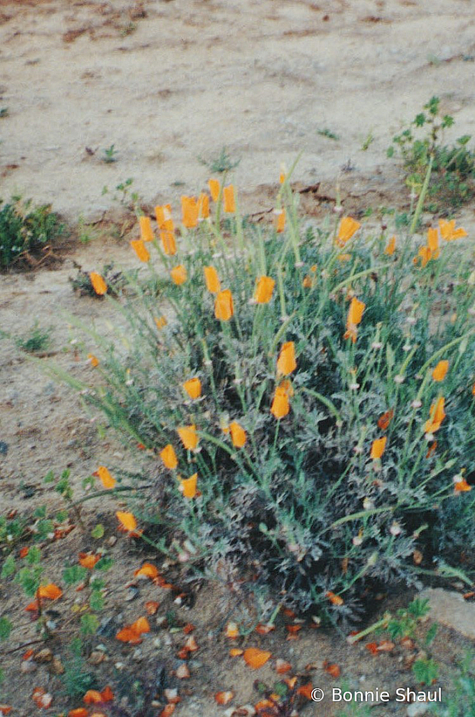 Poppies closed