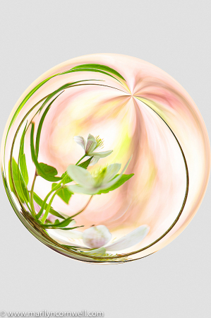 Flower in a Bubble
